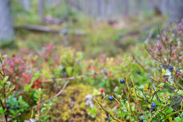 Fir swamp forest, moss, blueberry and lingonberry