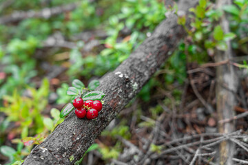 Fir swamp forest, moss, blueberry and lingonberry