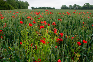 Poppies In Wheat Field, Ireland