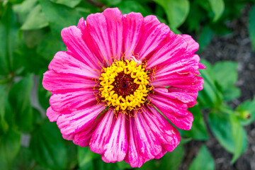 Obraz premium Colorful Pink Flower with Vibrant Petals in Asian Garden 