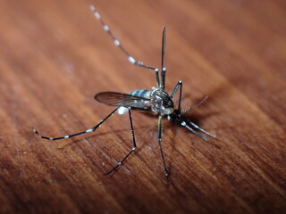 Mosquito on wood