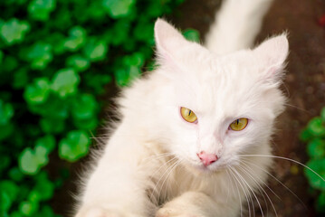 Naklejka na ściany i meble hermoso gato blanco en el jardín 