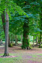 Beautiful Lush Forest Trees