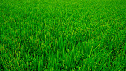 青い稲穂　鹿児島県出水平野