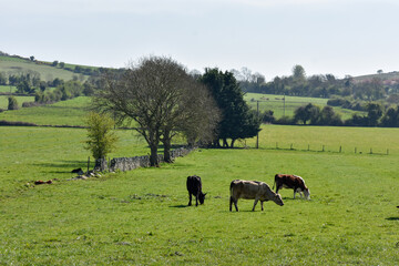 Calf and Cows Grazing in Irish Farm