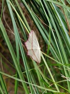The blood-vein (Timandra comae) is a moth of the family Geometridae. Boek, M&uuml;ritz - Mecklenburg-Western Pomerania, Germany