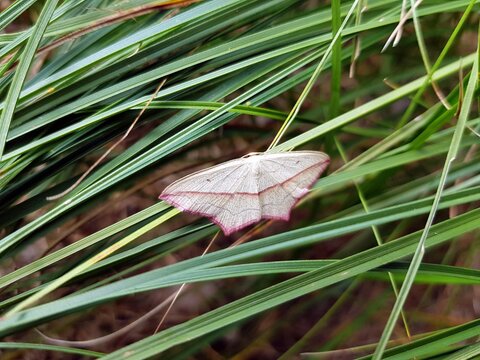 The blood-vein (Timandra comae) is a moth of the family Geometridae. Boek, Müritz - Mecklenburg-Western Pomerania, Germany