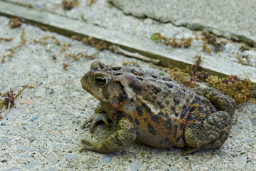 Toad