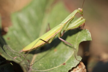 praying mantis on a green leaf