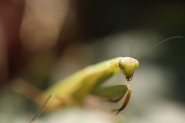 green praying mantis portrait