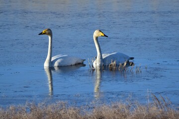 Obraz premium A pair of whooper swans (Cygnus cygnus) on the lake in spring mating season.