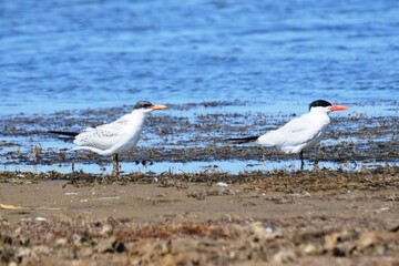 Chegrava (Hydroprogne caspia) old and young stand by the lake on a summer day.