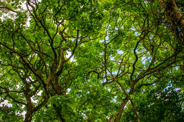 Beautiful Lush Forest Trees