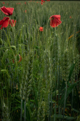 Obraz premium red poppies in wheat field