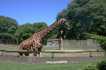 GIRAFA