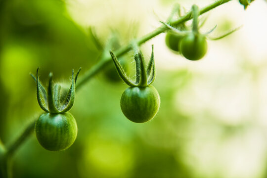 Closeup Cherry Tomatoes on the vine in a home garden