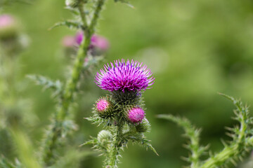 Nahaufnahme einer Distel im Feld 