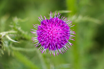 Nahaufnahme einer Distel im Feld 