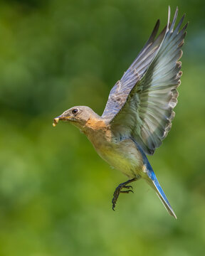 An Eastern Bluebird in Flight