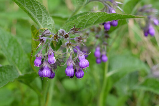 In the meadow, the comfrey (Symphytum officinale) is blooming