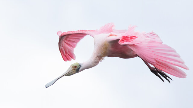 Close up of roseate spoonbill flying mid air