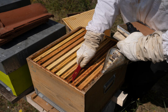 Rural and natural beekeeper, working to collect honey from hives