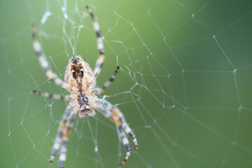 close up of spider on the web