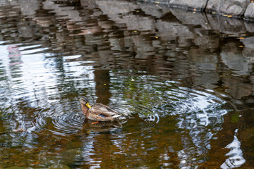Duck swimming in small river