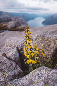 Yellow flowers amidst rocks with fjords view