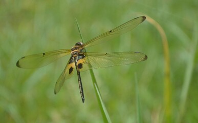 dragonfly resting on a leaf