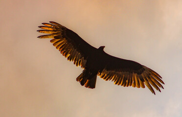 eagle in flight