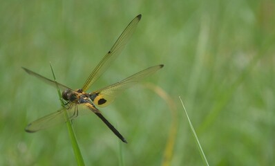 dragonfly on a green leaf