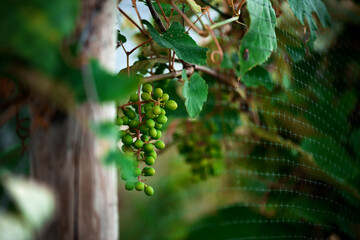 organic grapes from a grape vine on a trellis
