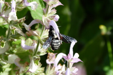 Große Blaue Holzbiene, Muskatellersalbei, Xylocopa violacea, Salvia sclarea - 1