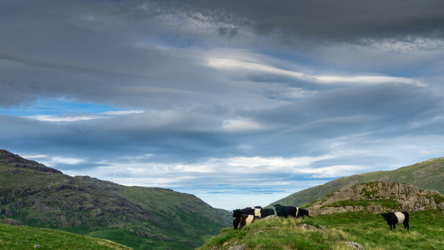Belted cattle graze on the slopes of grassland near Hardknott Pass in the English Lake District