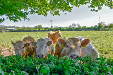 Beautiful Irish Dairy Cows