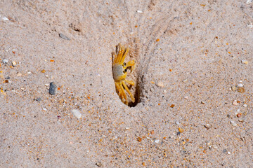 Beach crab heading into his burrow