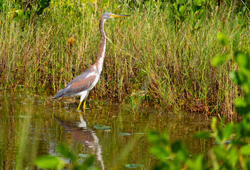 Tri colored heron standing tall near the edge of a canal