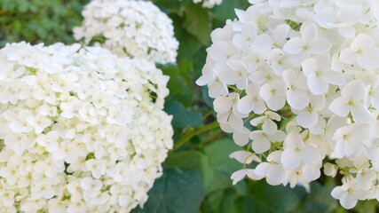 White hydrangea. Flowers of hortensia in ornamental garden. Close-up. Beauty in nature. Hydrangea macrophylla in green blur background. Beautiful flowerbed. Gardening. Floral wedding wallpaper. Card.