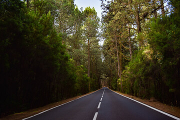long road in the forest