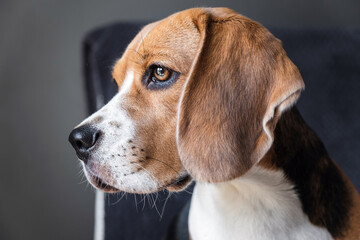 close-up portrait of a dog of breed beagle, expressive look. muzzle close-up. hanging ears.