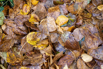 Yellow fallen leaves of trees in autumn.