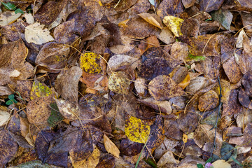 Yellow fallen leaves of trees in autumn.