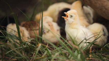 Küken mit Huhn