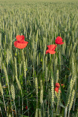 Red Poppies In Wheat Field