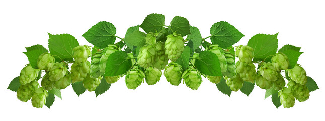 A wide garland of hop twigs with green leaves and cones. Brewing. Ingredients. Panorama. Isolated.