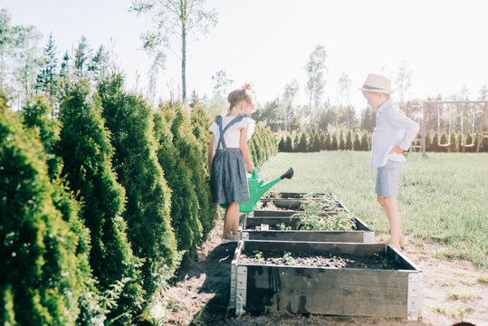siblings watering their  fruit & vegetables in their garden in summer