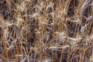 Fototapeta premium Close up of ears of wheat in a field