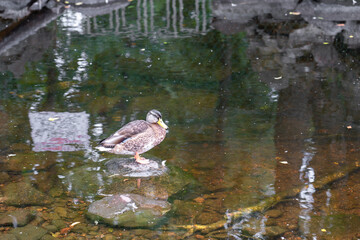 Duck swimming in small river