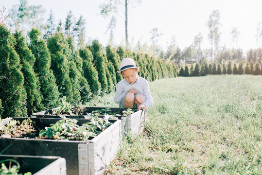 young boy looking at his vegetable patch in his yard in summer